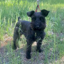 Aspen - Miniature Schnauzer