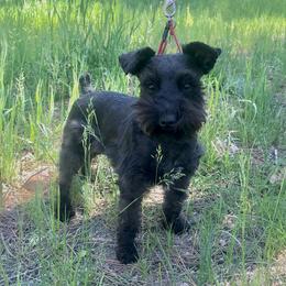 Aspen - Miniature Schnauzer