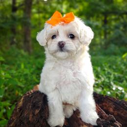 Companion Cross, Havanese, Mal-Shi, Maltese, Maltipoo, Morkie, and Shih Tzu Puppies from Seeking Shalom Acres Maltese, Maltipoos & Havamalts