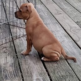 Bull Terrier and Staffordshire Bull Terrier Puppies from Courstaff Staffords