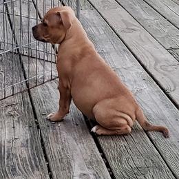 Bull Terrier and Staffordshire Bull Terrier Puppies from Courstaff Staffords
