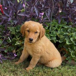 Black Plaid - Dark golden female Golden Retriever puppy in Celina, Texas from Red-Dawn