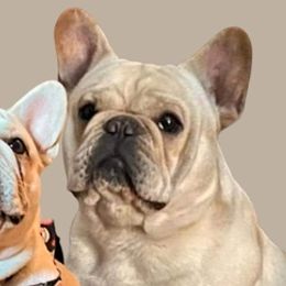 French Bulldogs from Calibash Bullies