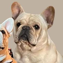French Bulldogs from Calibash Bullies