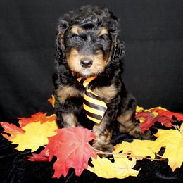 Bernedoodle and Goldendoodle Puppies from Dawg'on Doodles