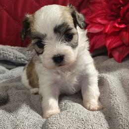 Doll - White and tan female Morkie puppy in Pine Grove, Pennsylvania from Cathy Burns