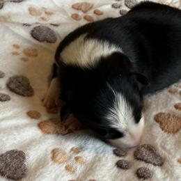Ollie - Black and white male Border Collie puppy in Salem, Indiana from Hidden Creek