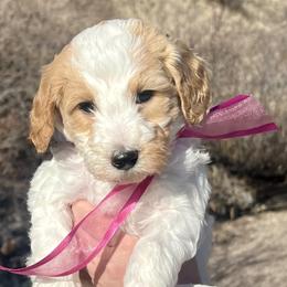 Pink Female - Parti female Goldendoodle puppy in Great Falls, Montana from Montana Goldendoodles