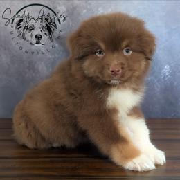 Valentino - Red tri-color male Australian Shepherd puppy in Fultonville, New York from Sandy Aussies & Pomeranians