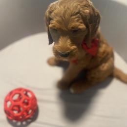 Blaze - Red Collar - Apricot male Goldendoodle puppy in Brea, California from Dhalia’s Doodles
