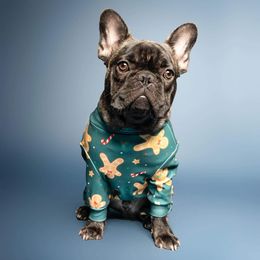 French Bulldog All Grown Up from Frenchie Bulldog Kisses