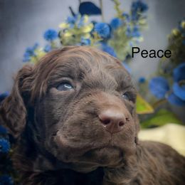 Peace - Brown male Poodle puppy in Greenville, North Carolina from Grace Poodles