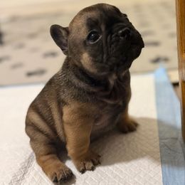 Bubbles - Fawn and white female French Bulldog puppy in Madison, Wisconsin from MadCity Frenchies