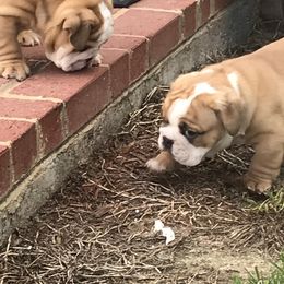 Bulldog and French Bulldog Puppies from English and Frenchie kennels