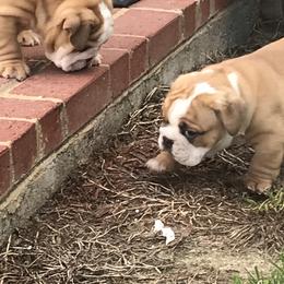 Bulldog and French Bulldog Puppies from English and Frenchie kennels