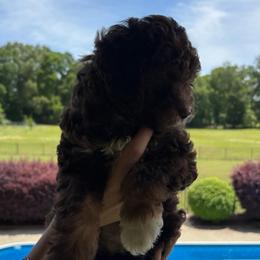 Nala - Red phantom female Aussiedoodle puppy in Rainbow City, Alabama from Creek Bend Farm