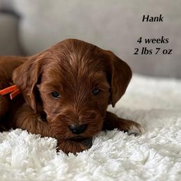 Boy spot 3 - Red  male Goldendoodle puppy in Idaho Falls, Idaho from Triple H puppies