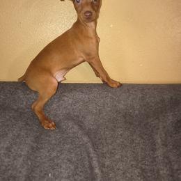 Boy 2 - Red male Miniature Pinscher puppy in Cincinnati, Ohio from ALL AMERICAN K9 LLC