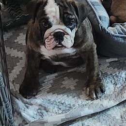 Girl 2 - Red brindle female Bulldog puppy in Tierra Verde, Florida from Destiny Kennel