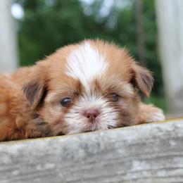 Fig - Red male Shih Tzu puppy in Warren, Michigan from Danielle's Yorkie Babies