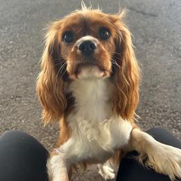 Rainer - Cavalier King Charles Spaniel
