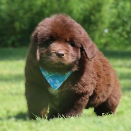 Forrest - Brown male Newfoundland puppy in Kimball Twp, Michigan from Pine River Newfoundlands