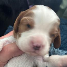 Blue Puppy - Blenheim male Cavalier King Charles Spaniel puppy in University Place, Washington from Crosby's Cavaliers