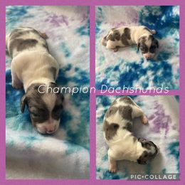 Dachshund Puppies from Champion Dachshunds