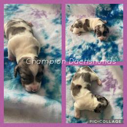 Dachshund Puppies from Champion Dachshunds