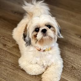 Kade - Shih Tzu