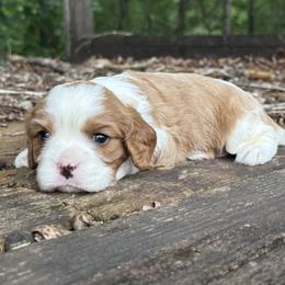 Reed - Blenheim male Cavalier King Charles Spaniel puppy in Comer, Georgia from Stratton Spaniels