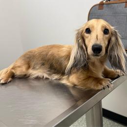 Remi - Dachshund