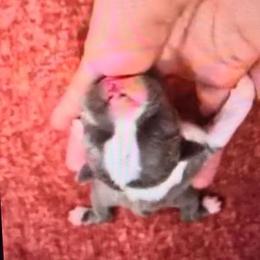 Boy 3 Blue - Blue male Boston Terrier puppy in Coopertown, Tennessee from Toon’s Boston Terriers