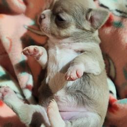 Lucia - Chocolate blue female Chihuahua puppy in Gerald, Missouri from OutLaw Chihuahua's