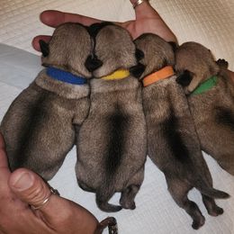 Boy 3 - Fawn male Pug puppy in New Braunfels, Texas from Kex Pug Haus