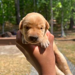 Sunny - Yellow female Labrador Retriever puppy in Carthage, North Carolina from Wicked Pines Retrievers