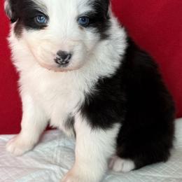 RA2 - Black tri-color male Australian Shepherd puppy in Ada, Ohio from Windy Hill Aussies