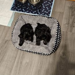 Yorkshire Terrier Puppies from Glass Hill Yorkies