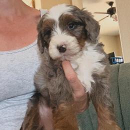 Moose - Merle male Bernedoodle puppy in Churchill County Fallon, Nevada from Card Family Ranch
