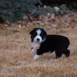 Schaw - Black tri male Miniature Australian Shepherd puppy in Blackfoot, Idaho from Bellewynd Acres