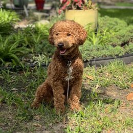 Bentley - Cavapoo