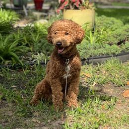 Bentley - Cavapoo