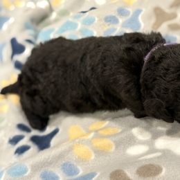 Goldendoodle and Poodle Puppies from Southern Stroll Poodles & Doodles