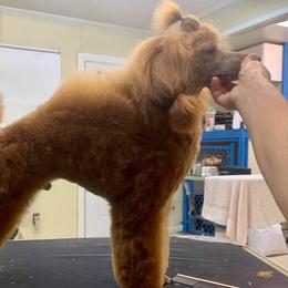 Dutton - Poodle