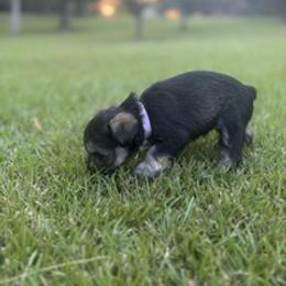 Miniature Schnauzer Puppies from Rebecca LeBoeuf