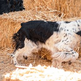 English Springer Spaniels from Spellcraft Springers