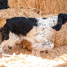English Springer Spaniels from Spellcraft Springers