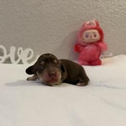 Puno - Chocolate and cream female Dachshund puppy in Fairfield, California from Dawson Creek Doxies