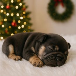 Blue n Tan Boy 2 - Black and tan male French Bulldog puppy in Euless, Texas from Moki&Mello