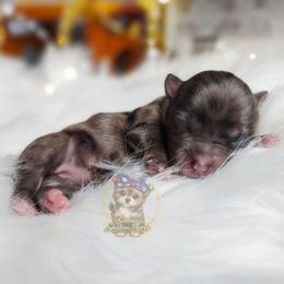 Korean Merle Te Fiti - Merle female Morkie puppy in Barren Springs, Virginia from Seeking Shalom Acres Maltese, Maltipoos & Havamalts